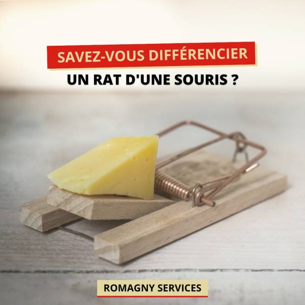 Rat ou souris ?