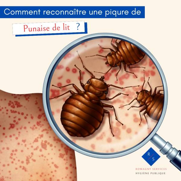 Punaise de lit 
