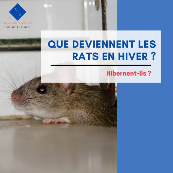 Les rats en hivers 