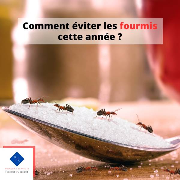 Fourmis