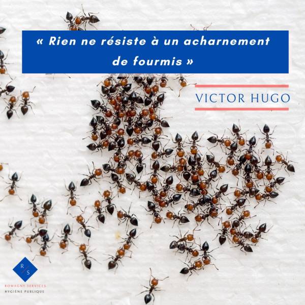 FOURMIS