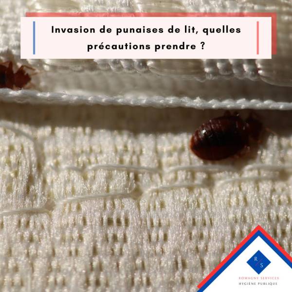 Ou sont les punaises de lit