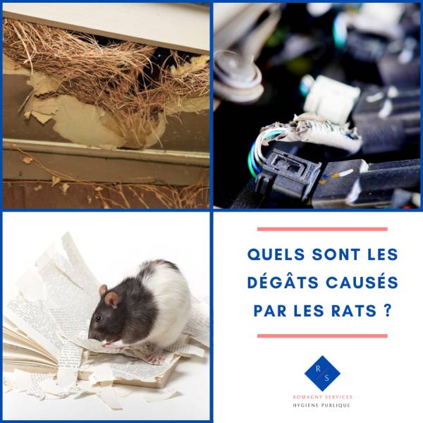 LES RATS