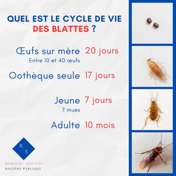 Blattes et cafards 