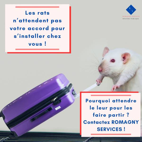 Les souris arrivent 