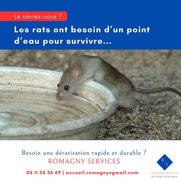 Les rats ont besoin d'eau 