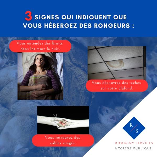 Habitat des rongeurs