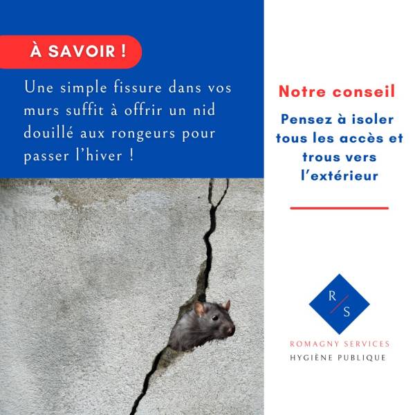Mais ou sont les rats 