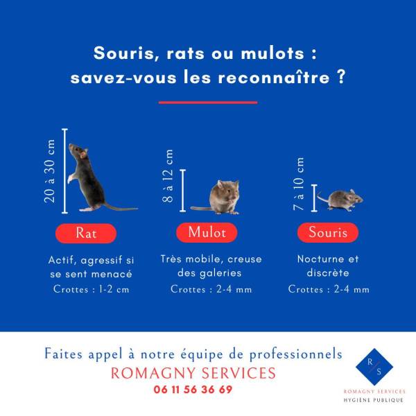 rats ou souris 