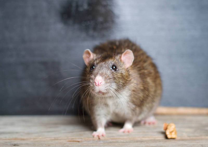 Dératisation : rat, souris