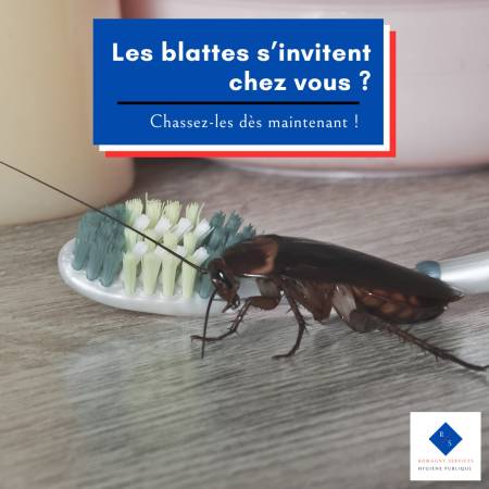 Notre zone d'activité pour ce service Traitement radical contre cafards et blattes dans les canalisations à