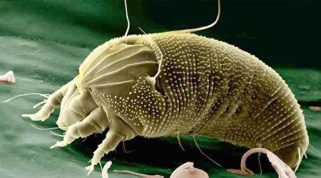 Notre zone d'activité pour ce service Traitement anti-fourmis dans une maison ou un local professionnel avec des produits spécifiques à